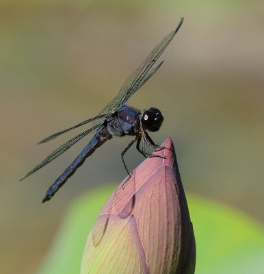 D35_6868.jpg