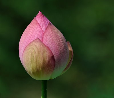 D35_7072.jpg