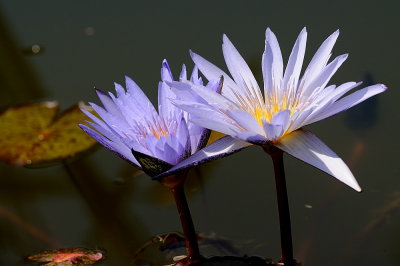 D35_7755.jpg