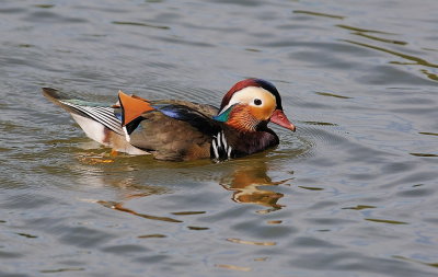 D35_9313.jpg