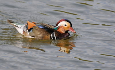 D35_9316.jpg