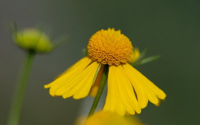 D35_7812.jpg