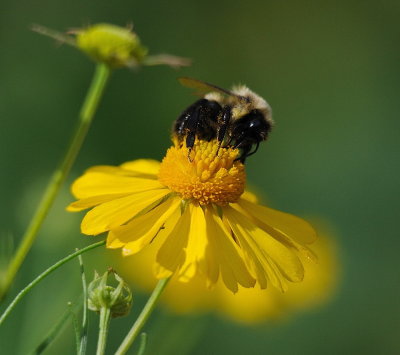 D35_7816 Crop.jpg