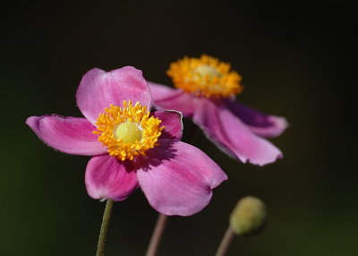 DSC_9293.jpg