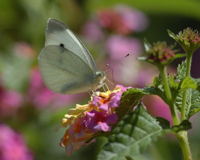 DSC_9336.jpg