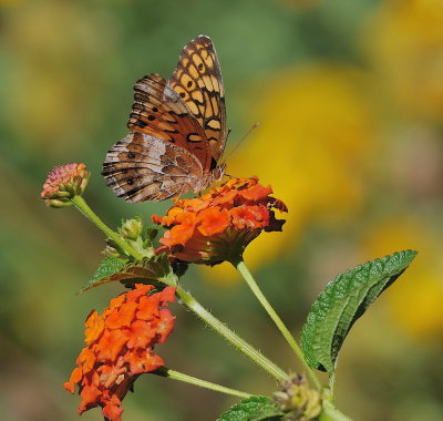 D35_9115.jpg