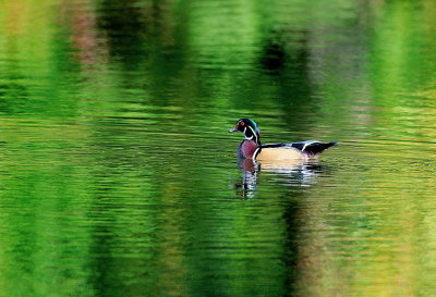 D35_9885.jpg