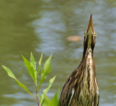 DSC_7572.jpg