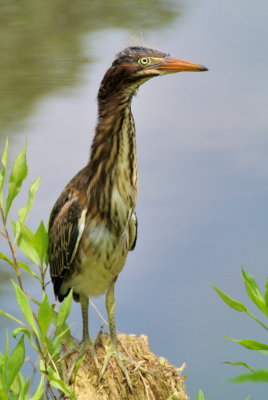 DSC_7576.jpg