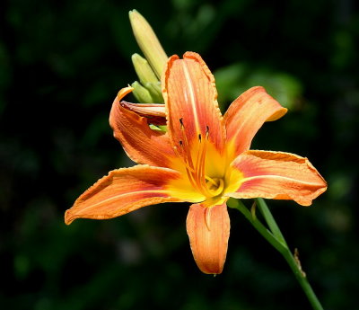 DSC_7594.jpg