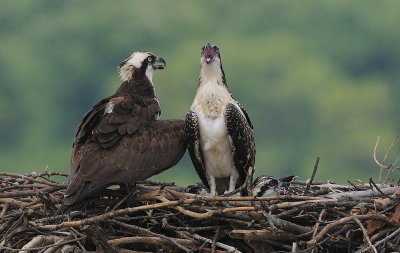D37_7080.jpg