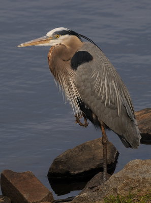 D38_4042.jpg