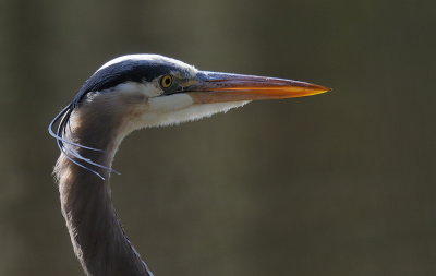 D38_4092.jpg