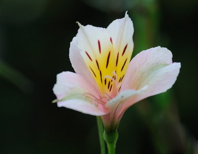 D38_6806.jpg