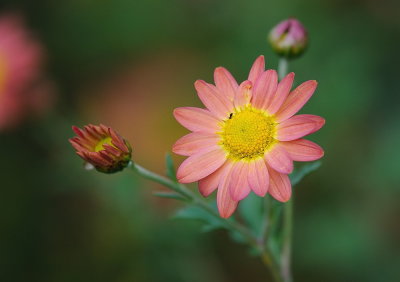 D38_6808.jpg