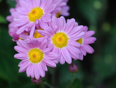 D38_6815.jpg