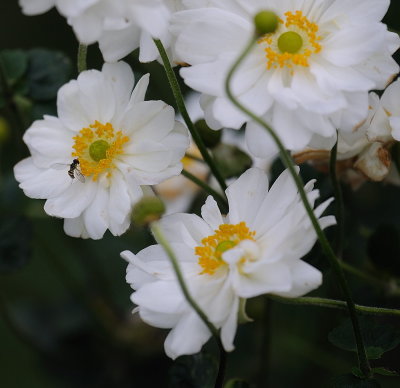 D38_6818.jpg