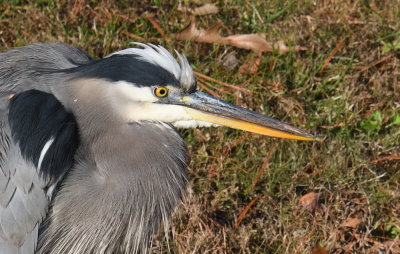 D50_0168 Crop.jpg
