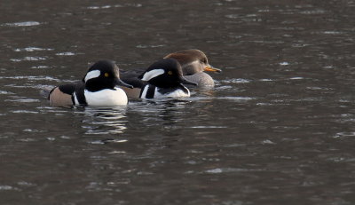 D50_0545.jpg