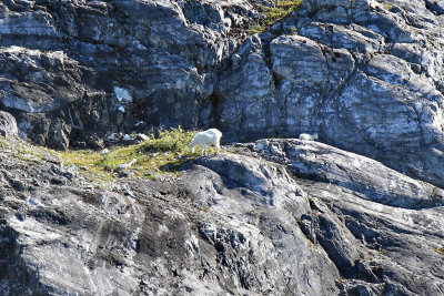 Mama Mountain Goat & Baby - Glacier Bay N.P.