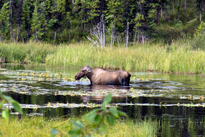 Moose - Alaska Highway