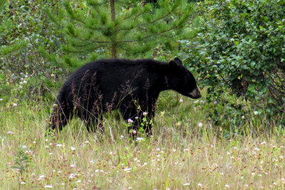 Black bear - Alaska Highway