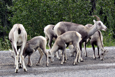 Stone Sheep - Alaska Highway