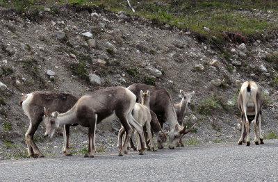 Stone Sheep Licking Salt From Road Bed
