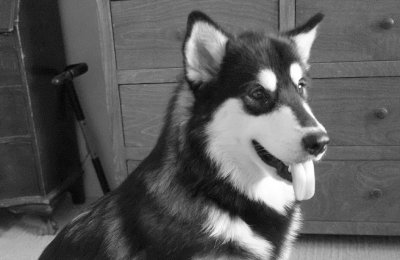 BALTO AT 8 MONTHS