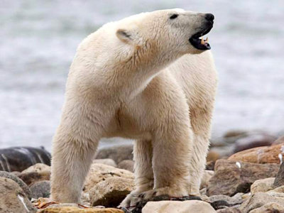 11458.polar.bear.jpg