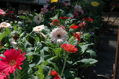 g9/90/342490/3/159551457.7AN9LNss.jpg