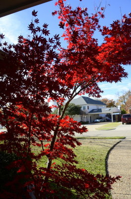 Red Maple Tree 2015