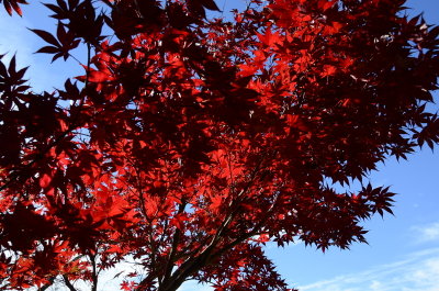 Red Maple Tree 2015