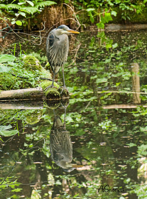 Blue-Heron.jpg