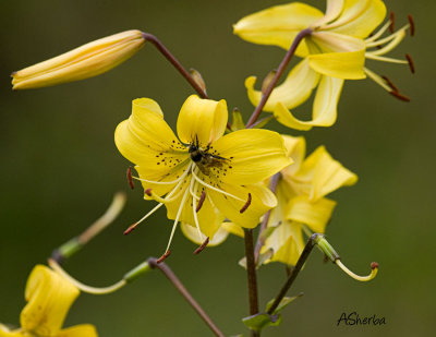 Yellow-Lily.jpg