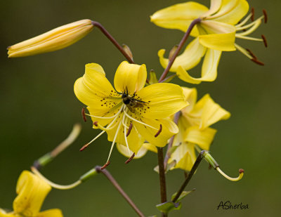 lillies