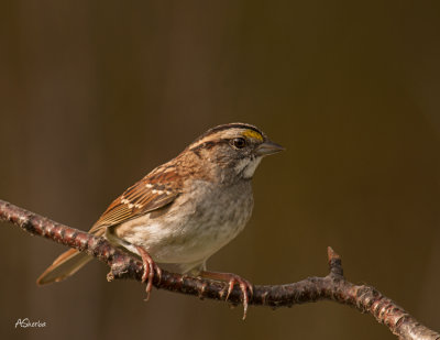 Sparrow-White-Throated.jpg