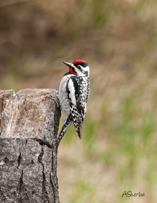 YellowBellied-Sapsucker.jpg