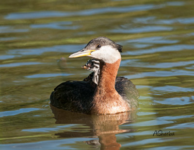 Red-Necked-Grebe--baby.jpg