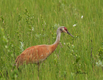 Sandhill-Crane.jpg