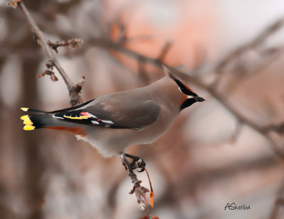 Bohemian-Waxwing-2014.jpg