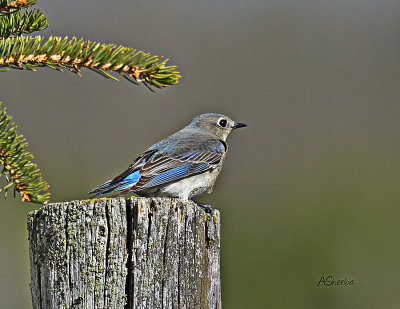 copy-Female-Bluebird.jpg