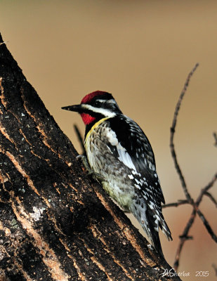 Apr-26-2015-Yellow-Bellied-Sap-Sucker.jpg