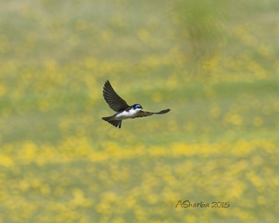 Male-Tree-Swallow-in-flight copy.jpg