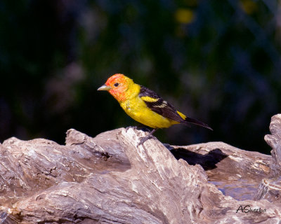 Male-Western-Tanager.jpg