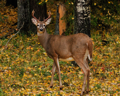 White-Tailed-Buck.jpg