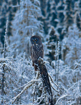 Great-Gray-Owl-Dec-13-2015.jpg