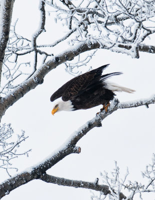 Bald-Eagle-Dec-2015.jpg