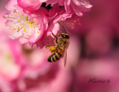 Bee--on-Flowering-Plum.jpg