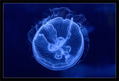 Moon Jelly